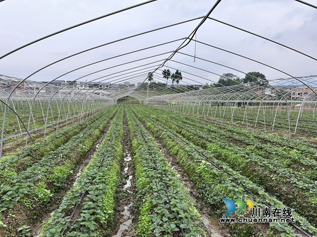 合江县尧坝镇：发展草莓产业 种出“莓”好未来