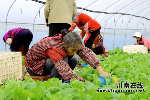 2在龙马潭区特兴街道安民村向隆家庭农场的蔬菜大棚内，村民们采摘小白菜。-谢汶萍摄.JPG