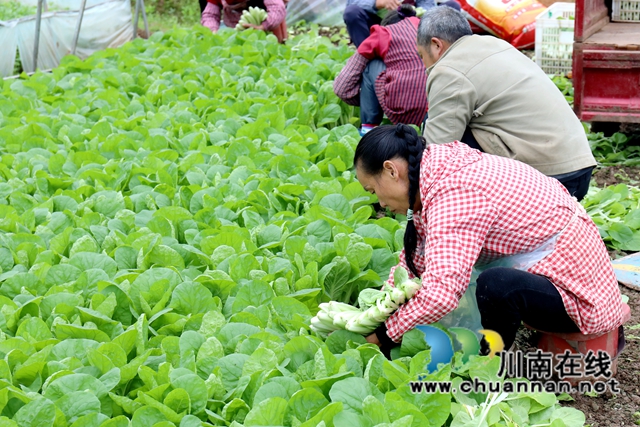 4.在龙马潭区特兴街道安民村向隆家庭农场的蔬菜大棚内，村民们采摘小白菜。1-谢汶萍摄.JPG
