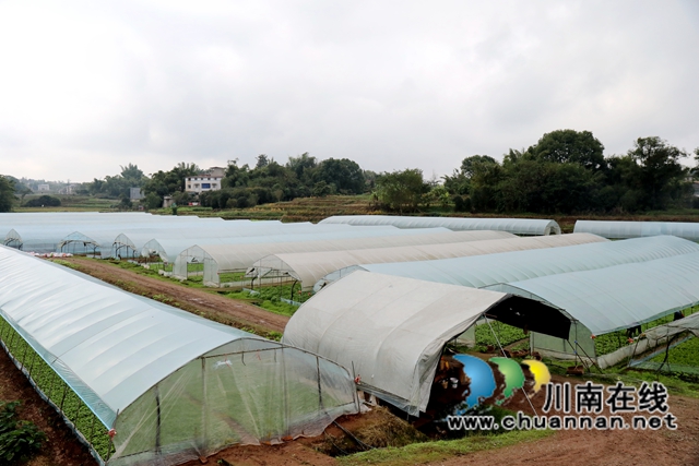 8.龙马潭区特兴街道安民村向隆家庭农场的蔬菜大棚.JPG
