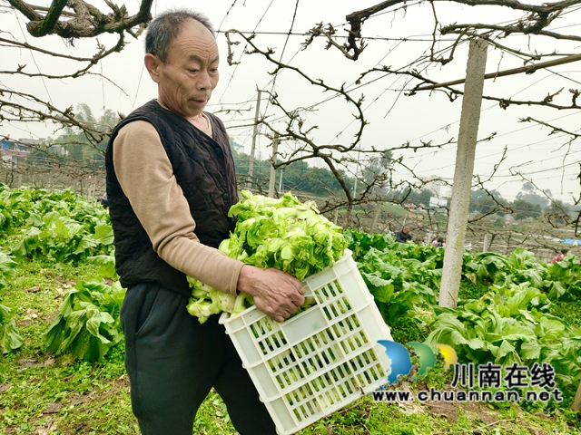 泸县得胜镇罐顶山村零散劳动力在紫桂缘家庭农场搬运砍好的儿菜.jpg