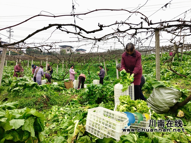 泸县得胜镇罐顶山村零散劳动力在紫桂缘家庭农场砍儿菜1.jpg