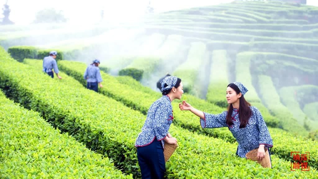 纳溪占四席!第六届四川茶业经济年会表彰名单公布(图3) 3.jpg