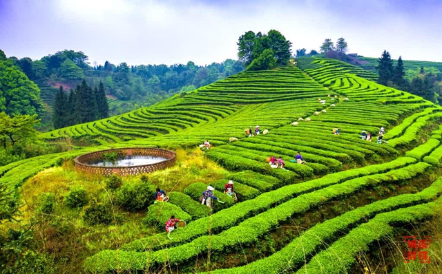 纳溪占四席!第六届四川茶业经济年会表彰名单公布(图2) 2.jpg