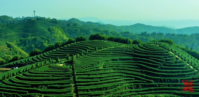 纳溪占四席!第六届四川茶业经济年会表彰名单公布(图4) 4.jpg