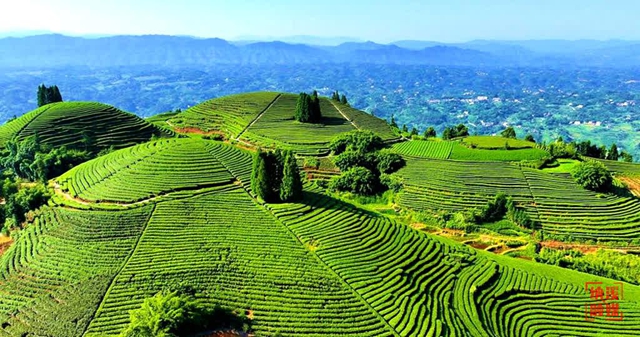 纳溪占四席!第六届四川茶业经济年会表彰名单公布(图5) 5.jpg