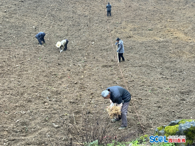 抢农时种桑树 古蔺县皇华镇探索新“丝”路