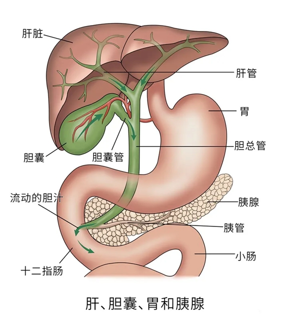 护士3.jpg