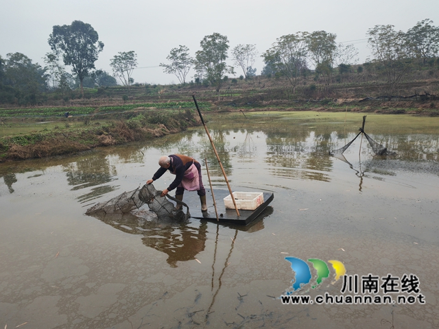 泸县：三个零突破，川南早虾有“钱图”