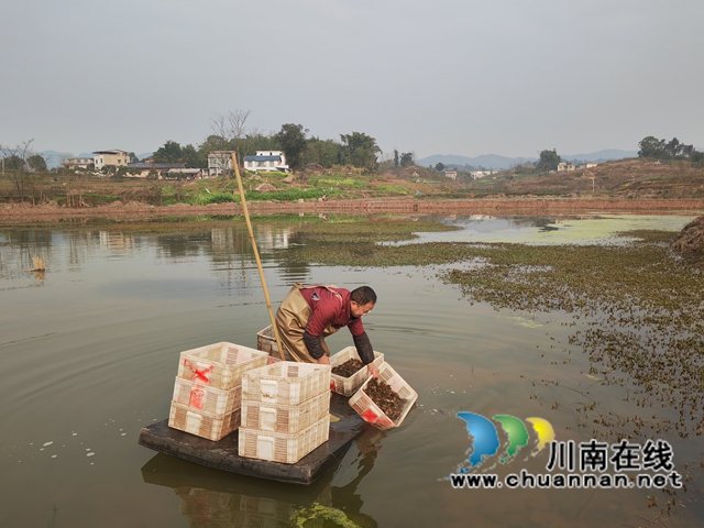 放小龙虾苗（曾佐然摄）.jpg