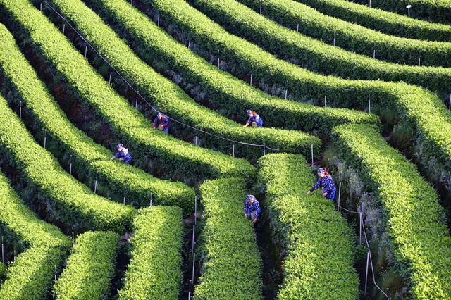 春茶界的“抢跑者”丨纳溪特早茶凭啥“早”占先机？