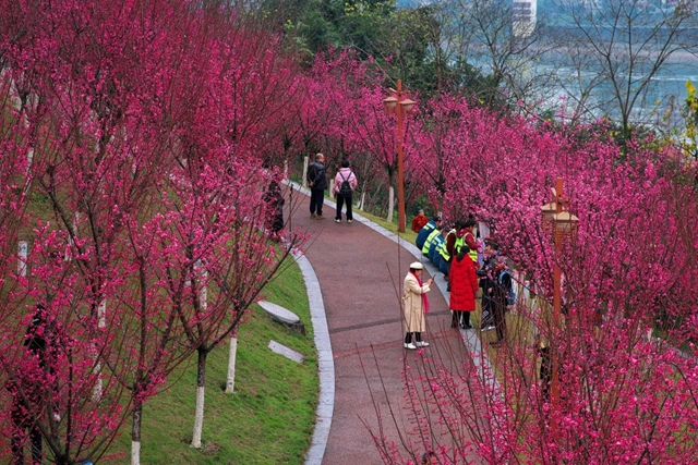 泸州:气温回暖,赏花在即,自驾出行须注意!(图2) 2.jpg