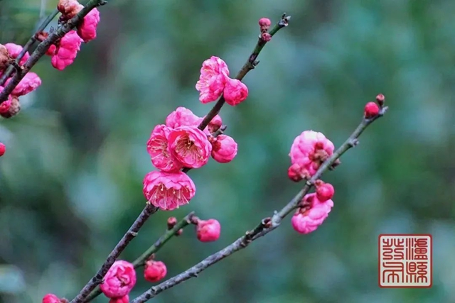 泸州:气温回暖,赏花在即,自驾出行须注意!(图3) 3.jpg