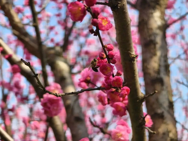 泸州:气温回暖,赏花在即,自驾出行须注意!(图4) 4.jpg