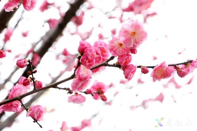 泸州:气温回暖,赏花在即,自驾出行须注意!(图5) 5.jpg