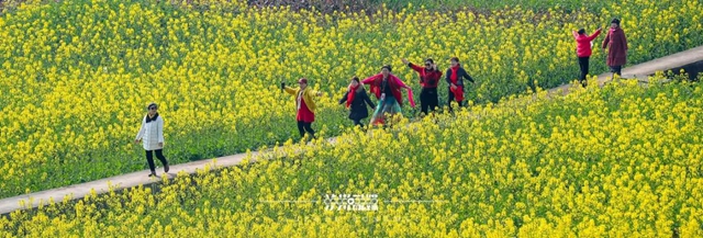 美到没人能拒绝!泸州这一片油菜花海(图3) 3.jpg
