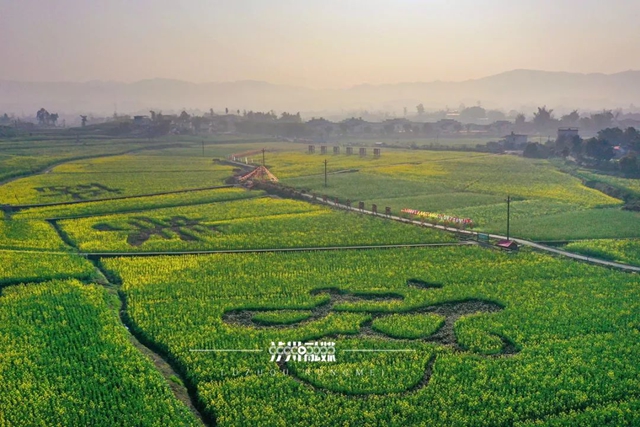 美到没人能拒绝!泸州这一片油菜花海(图4) 4.jpg
