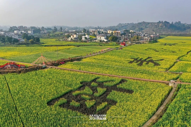 美到没人能拒绝!泸州这一片油菜花海(图5) 5.jpg