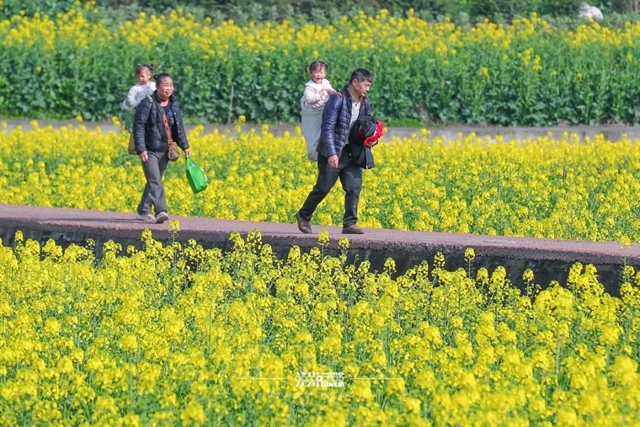 美到没人能拒绝!泸州这一片油菜花海(图6) 6.jpg
