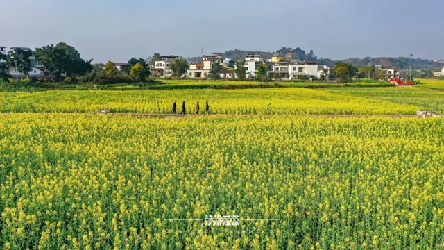 美到没人能拒绝!泸州这一片油菜花海(图9) 9.jpg
