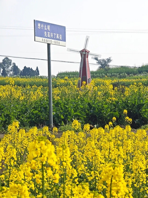 美到没人能拒绝!泸州这一片油菜花海(图7) 7.jpg