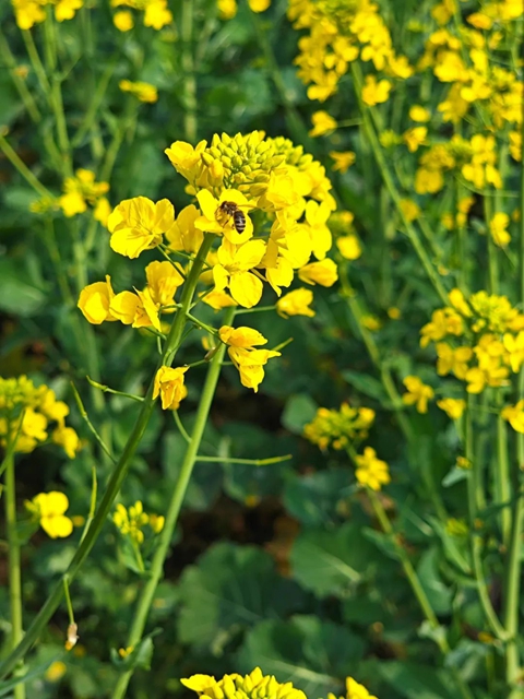 美到没人能拒绝!泸州这一片油菜花海(图10) 10.jpg