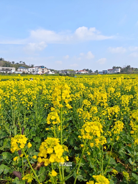 美到没人能拒绝!泸州这一片油菜花海(图11) 11.jpg