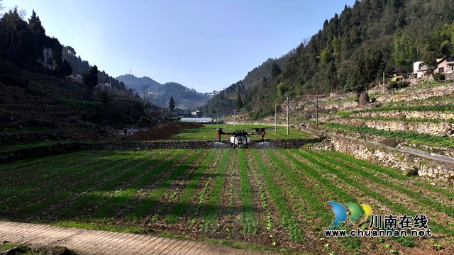 古蔺金兰:春种正当时,科技赋能农业发展(图4) 4.jpg