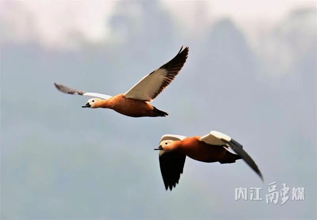 欢迎!上千位“贵客”返内(图1) 1.jpg