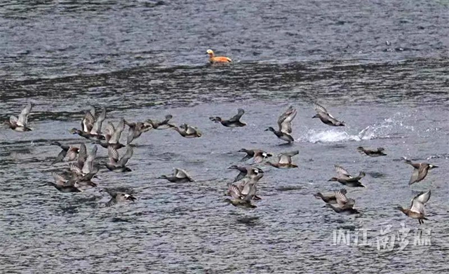 欢迎!上千位“贵客”返内(图5) 5.jpg