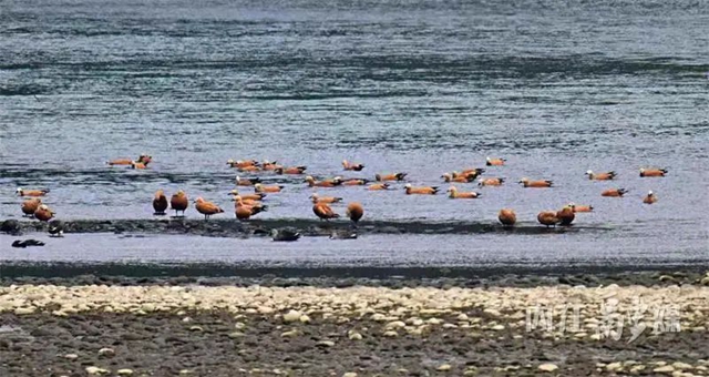 欢迎!上千位“贵客”返内(图4) 4.jpg