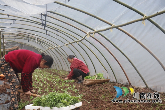 泸县玄滩镇：乡贤返乡“蔬”写产业振兴好“丰”景