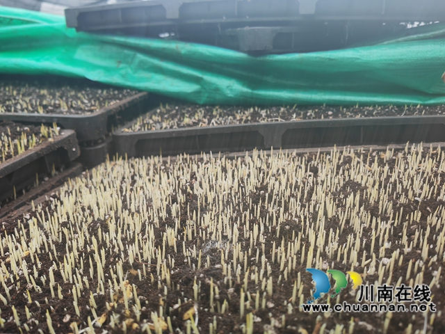 泸县：春耕备耕正当时 多措并举守护粮食安全