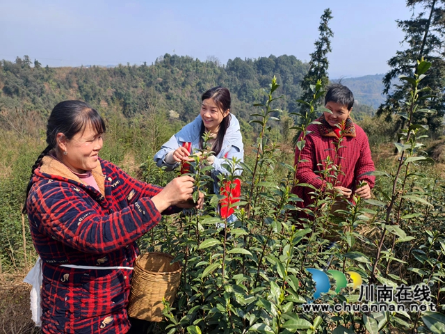 图2：孙小燕（左二）帮群众采茶.jpg