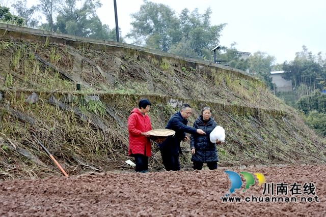 在泸州市龙马潭区胡市镇来寺村的集中育苗点，农技人员正在指导农户们播种高粱。-谢汶萍摄.jpg