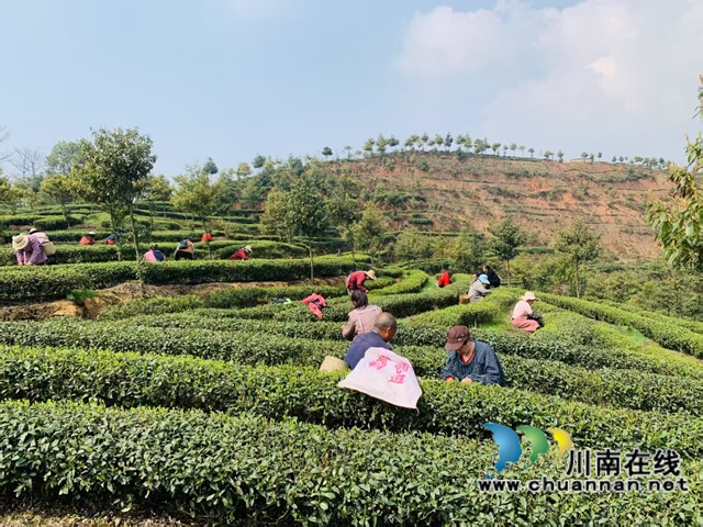 纳溪区:“三级劳务”助力农民工就业(图2) 杨元富等人正在茶园采茶。.jpg