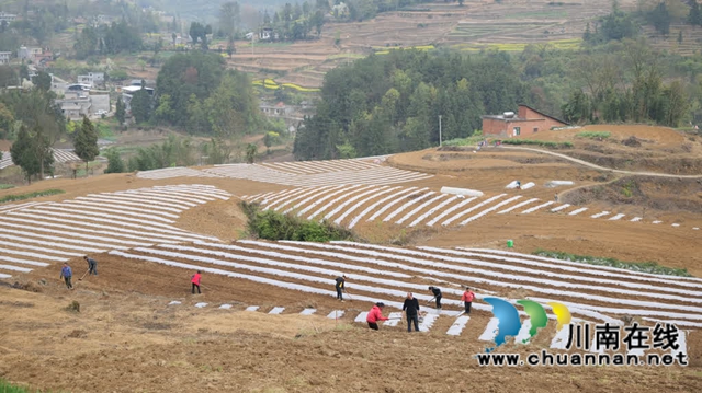 古蔺:党徽闪耀助“三农” 烟农携手向振兴(图2) 2.jpg