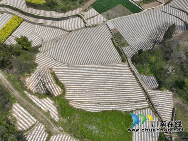 古蔺:党徽闪耀助“三农” 烟农携手向振兴(图3) 3.jpg