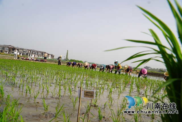 栽秧苗现场（刘孝春摄）.jpg