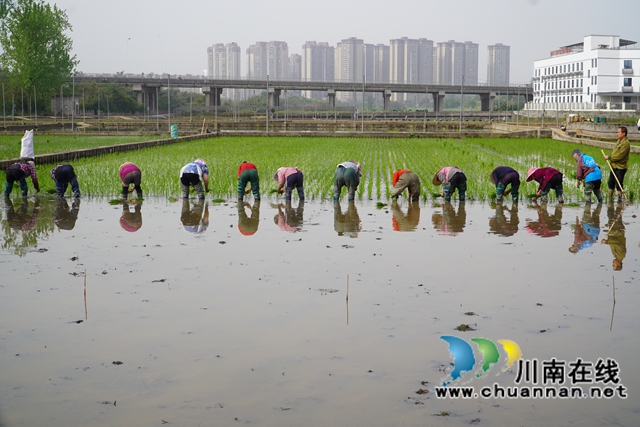 栽秧苗现场2（刘孝春摄）.jpg