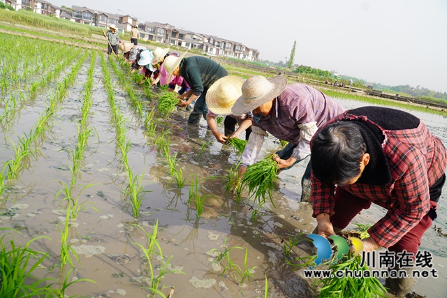 栽秧苗现场1（刘孝春摄）.jpg