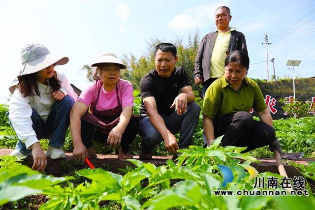 纳溪：白芷翠绿藏富路，乡村振兴“钱景”好