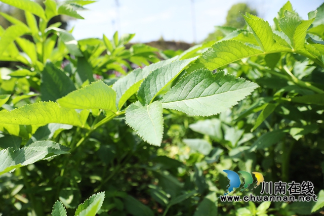 纳溪:白芷翠绿藏富路,乡村振兴“钱景”好(图2) 白2.jpg