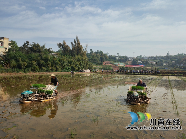 县企共建 合作共赢|泸县杂交水稻制种实现全程机械化(图3) 水稻制种母本机插秧1(曾佐然摄).jpg