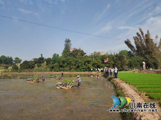 县企共建 合作共赢|泸县杂交水稻制种实现全程机械化(图2) 水稻制种母本机插秧(曾佐然摄).jpg