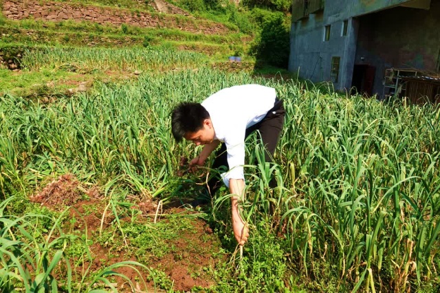 古蔺：总“蒜”等到你，丰收画卷正铺展