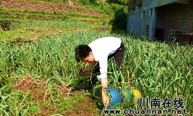 古蔺:总“蒜”等到你,丰收画卷正铺展(图1) 1.jpg