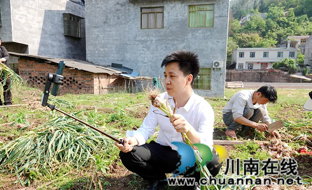 古蔺:总“蒜”等到你,丰收画卷正铺展(图2) 2.jpg