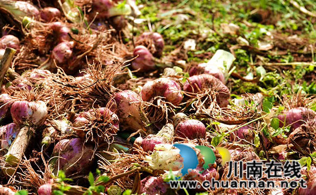 古蔺:总“蒜”等到你,丰收画卷正铺展(图3) 3.jpg