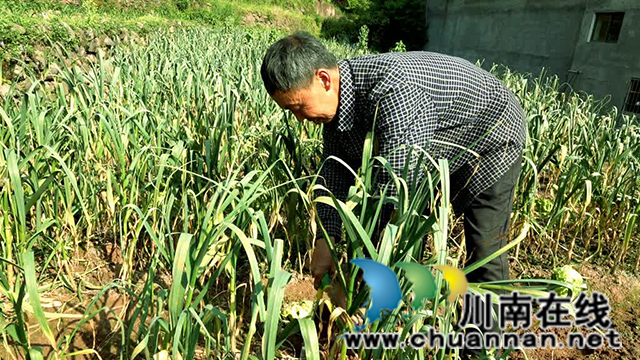 古蔺:总“蒜”等到你,丰收画卷正铺展(图4) 4.jpg